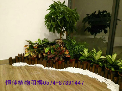 大厅一角-平安树组合--宁波恒佳环境服务有限公司