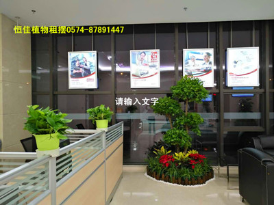 银行大厅办公区--金钱树组合