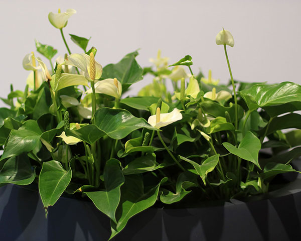 植物种类--宁波恒佳环境服务有限公司